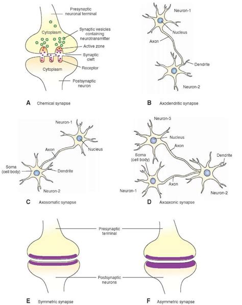 Morphology of a chemical synapse. (A) The presynaptic terminal and ...