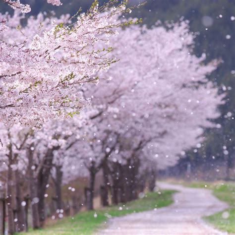 漂亮的樱花树上的喜鹊图片-樱花树上的喜鹊素材-高清图片-摄影照片-寻图免费打包下载