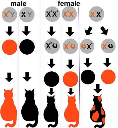 Science Types: The genetics of the calico cat