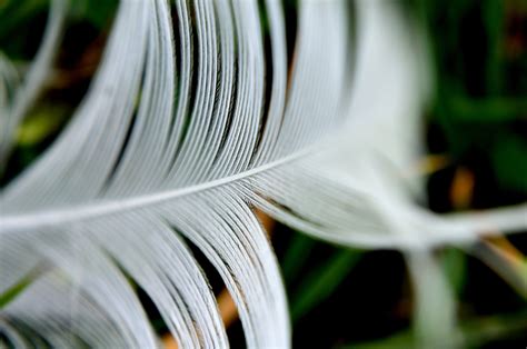 Feather - Macro Free Stock Photo - Public Domain Pictures