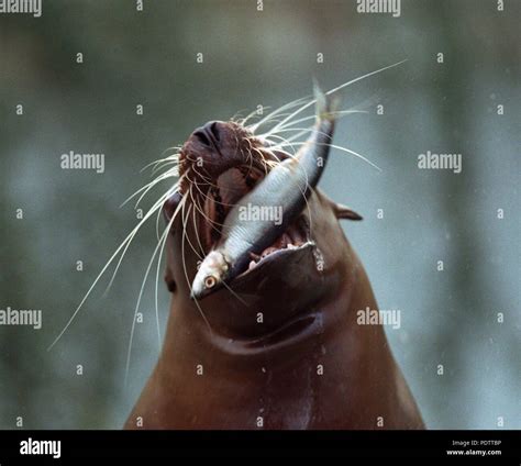 A sea lion eating a fish at feeding time at Wuppertal Zoo on 15 March ...