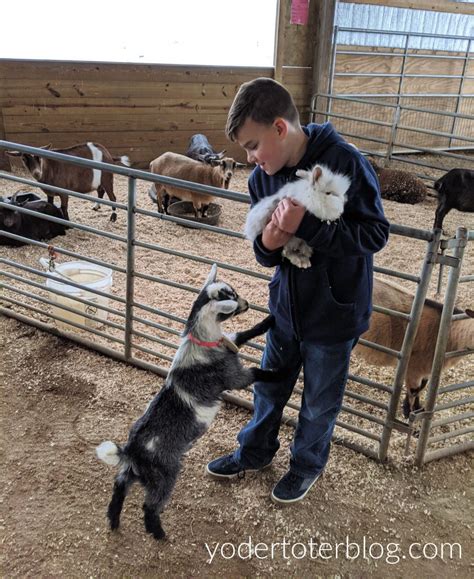 Kid Favorite - Hershberger's Farm Petting Zoo - yodertoterblog