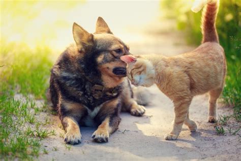 What Does it Mean When a Cat Headbutts You? What Owners Need to Know