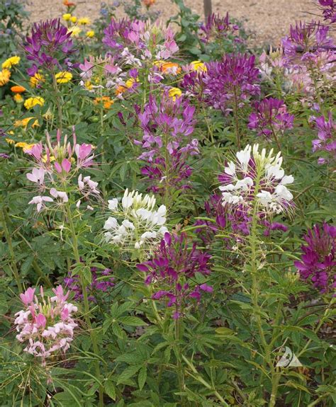 Spider Plant (Cleome hassleriana) | Applewood Seed Company