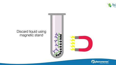 How to Isolate Proteins and Peptides with Streptavidin Magnetic Beads ...