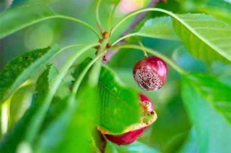 Premium Photo | Berries of ripe cherries affected by the disease moniliasis Monilial burn ...