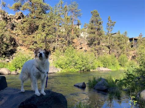 Pet friendly hotel in Bend, Oregon: Riverhouse on the Deschutes