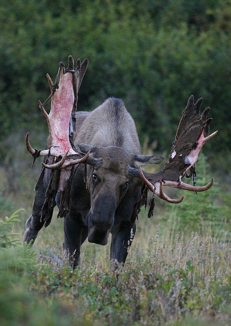 Bull Moose shedding the velvet on his antlers : r/natureismetal