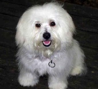 Havanese Dog Training: Training Your Havanese to Listen to You