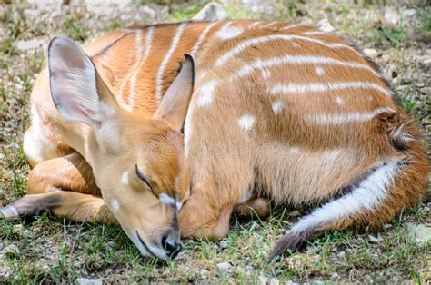 Baby Deer Sleeping stock photo. Image of sleep, deer - 47446622