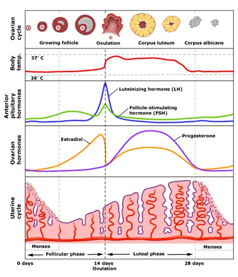 menstrual cycle - Why do FSH and LH hormones drop in diagram when maturing follicle and does ...