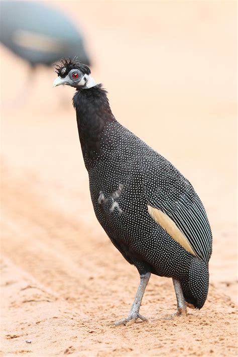 Crested Guineafowl « Bird & Wildlife Photography by Richard and Eileen Flack | Wildlife ...