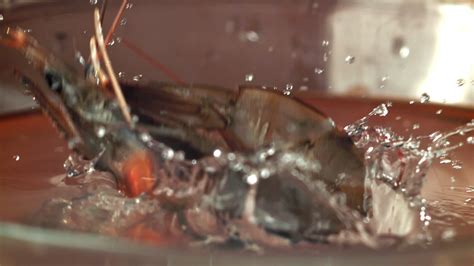 Shrimp splashes fall into the water. Filmed on a high-speed camera at 1000 fps. High quality ...