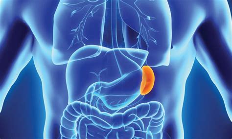 What Does the Spleen Do? - Gastroenterology Consultants of Savannah