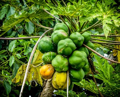 Hawaiian Papaya Photograph by Pamela Newcomb