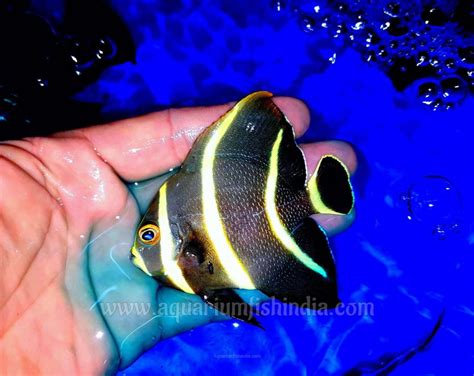 Juvenile French Angelfish - Imported Marine Fish Aquarium Fish India