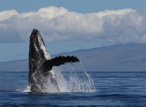 Humpback whales in Hawai‘i - https://cascadiaresearch.org