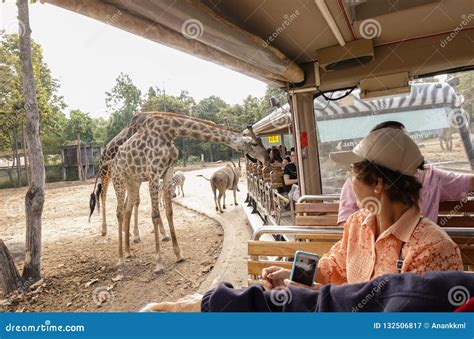 Chiang mai Night Safari editorial photography. Image of animal - 132506817