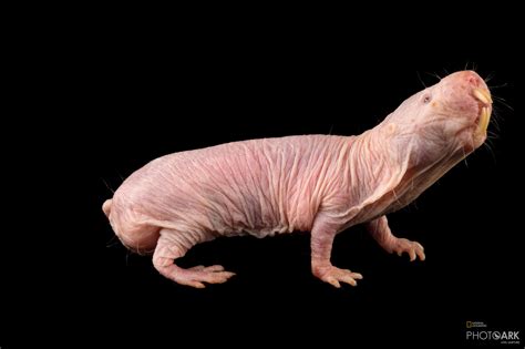 Photo Ark Home Naked Mole Rat | National Geographic Society