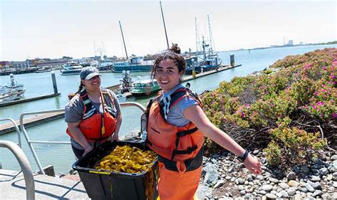 Harvesting Bull Kelp from Humboldt’s Seaweed Farm - algaeplanet.com