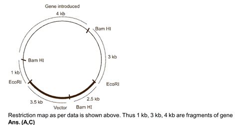 dna sequencing - Reading and Understanding profile bands in DNA ...