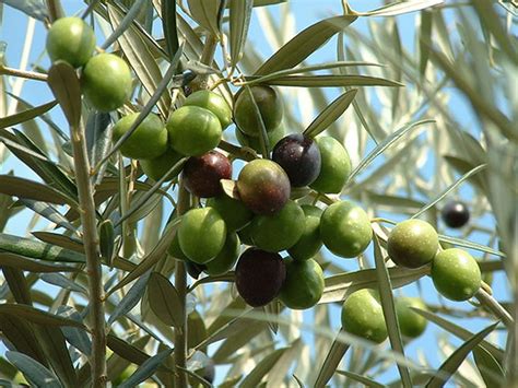 Plants & Flowers » Olea europaea