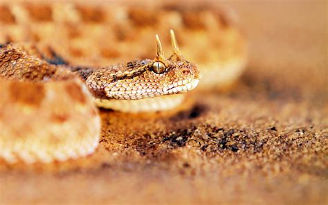 Desert Horned Viper Sand wallpaper | 1680x1050 | #12652