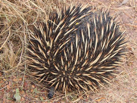 Echidna Facts - Animal Facts Encyclopedia