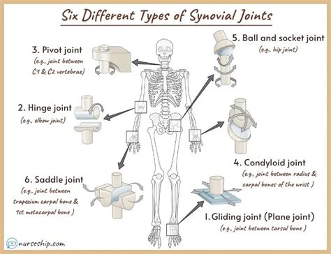 Different Types of Joints in The Human Body |Examples |Images - Nurseship.com