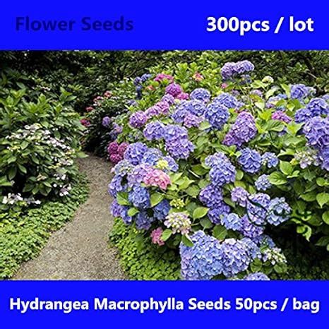 Amazon.com : Beautifying Hydrangea Macrophylla Seeds 300pcs, Hortensia ...