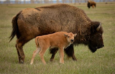 bison yellowstone national park | Good Nature Travel Blog