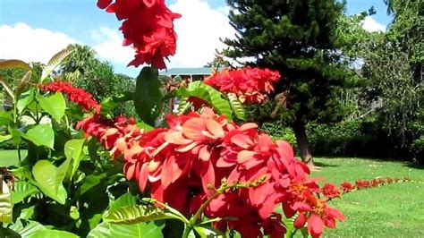 The Chaconia is the national flower of Trinidad found in the Trinidad Botanical Gardens ...