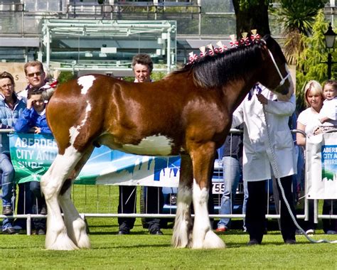 Clydesdales clean up as well as any other breed when groomed and ready ...