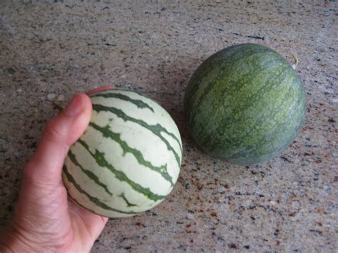 The World's Smallest Watermelon - Gardenerd