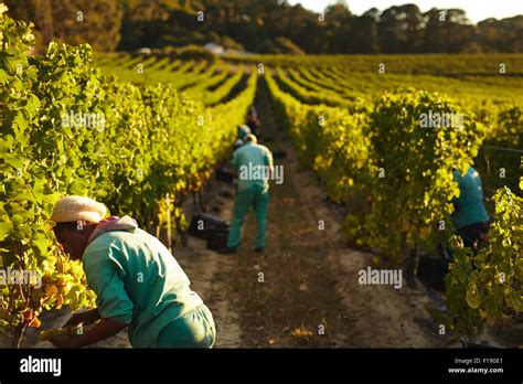 Grape pickers working in field of grape vines. Farm workers harvesting grapes in vineyard for ...