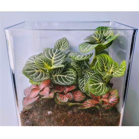 Fittonia Terrarium in rectangular container, Gardening, Plants on Carousell