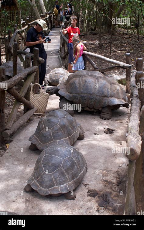 Giant Aldabra tortoiseson Prison Island (Zanzibar), which originated ...