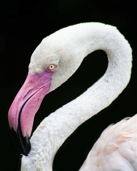 Flock of Flamingo · Free Stock Photo