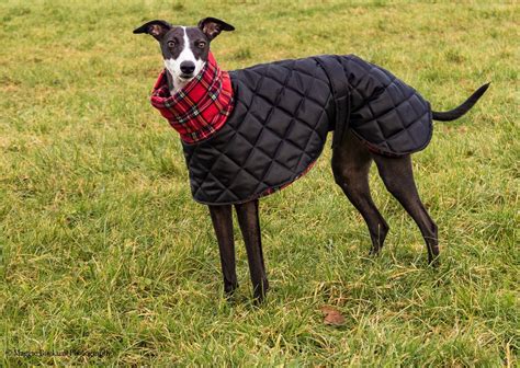 Greyhound waterproof winter coats with a long fleece neck. | Etsy