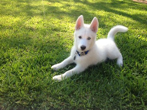 White siberian husky puppy White Siberian Husky Puppy, Siberian Husky ...