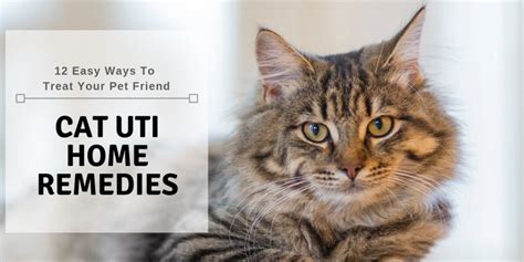 Cat UTI Home Remedies: 12 Easy Ways To Treat Your Pet Friend