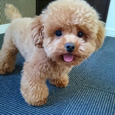 Teddy Bear Poodle