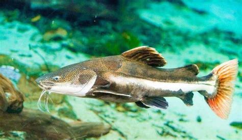 How To Care For a Redtail Catfish? – The Fish Keeping & Aquarium Guide.