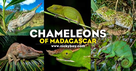 Chameleons of Madagascar - Macro Photography by Nicky Bay