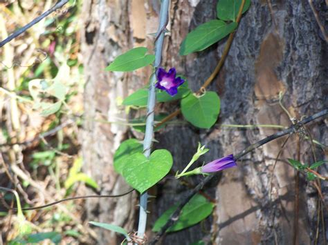 Vine With Purple Flower: A Morning Glory