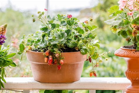 How To Grow Strawberry Plants