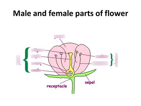 Male and Female Parts of flower Diagram | Quizlet