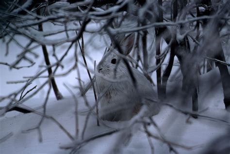 Snowshoe Hare | National Geographic | Snowshoe hare, Snow forest, Biomes