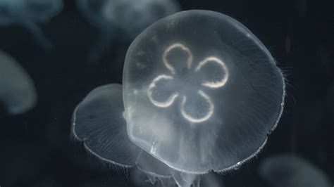 Moon Jelly · Tennessee Aquarium