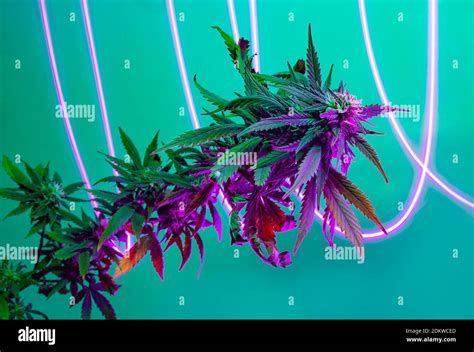 Purple flowering marijuana plant with halogen fluorescent light effect traces. Cannabis hemp ...